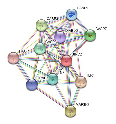 CIAP1 BIRC2 Protein Overview Sino Biological