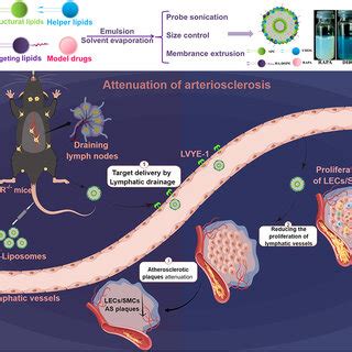 Illustrations Displaying The Fabrication Of Hyaluronic Acid Decorated