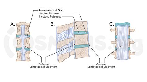 Intervertebral Joint