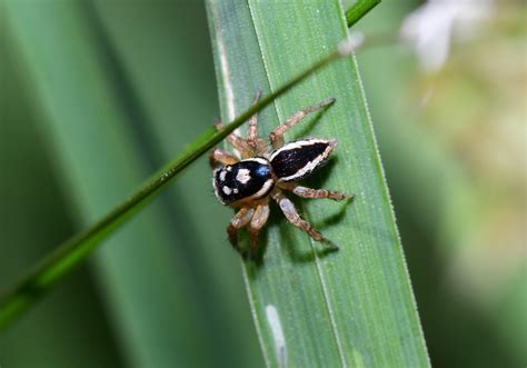 Some Jumping Spiders : r/AustralianSpiders