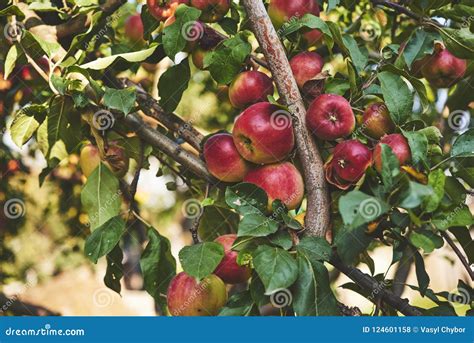 Organic Apples Hanging From A Tree Branch Stock Photo Image Of Bright