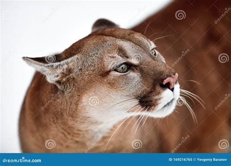 Sch Nes Portrait Eines Kanadischen Cougar Bergl We Puma Panther