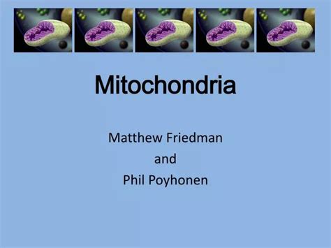 Ppt Mitochondria Powerpoint Presentation Free Download Id 3167101