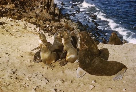 Free Picture Northern Fur Sea Lion Callorhinus Ursinus