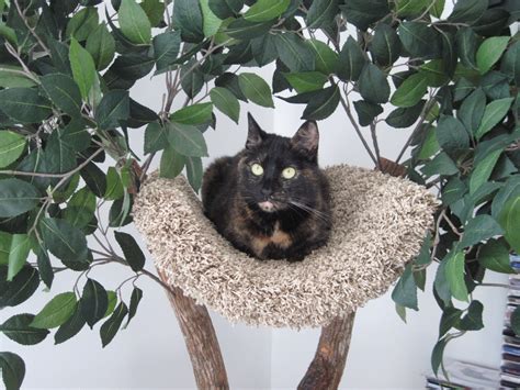 Review: Seedling Tree House from Pet Tree Houses - The Conscious Cat