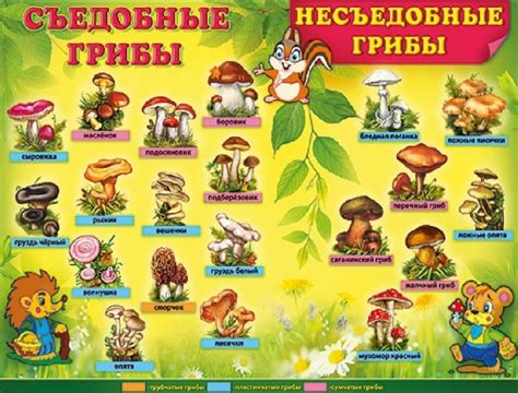 Съедобные и ядовитые грибы в картинках с подписями.