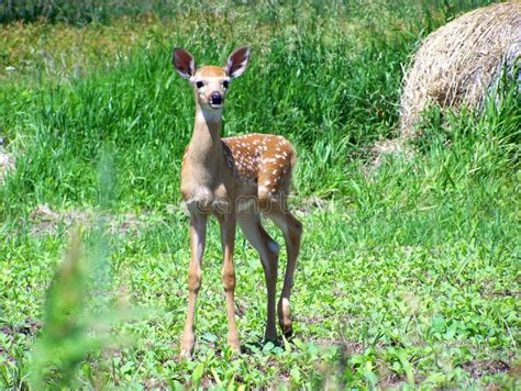 White-Tailed Deer Fawn stock image. Image of ears, forest - 5544595