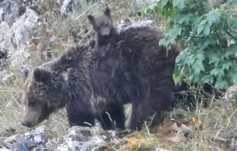 Uccisa A Fucilate Amarena L Orsa Simbolo Del Parco Nazionale D Abruzzo