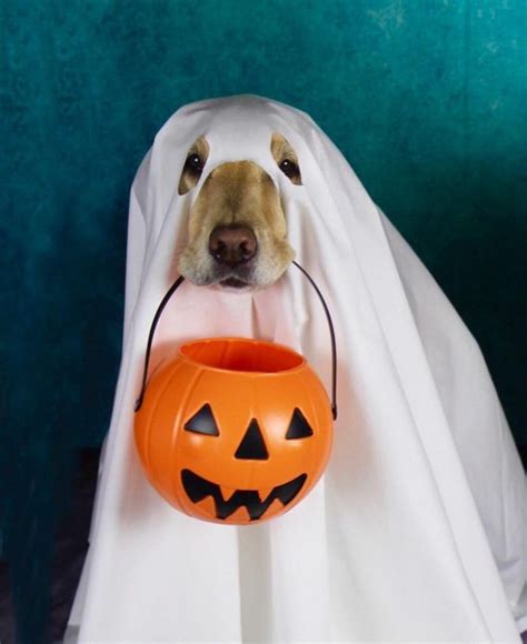 Pics That Prove Labradors Always Win At Halloween Page Of