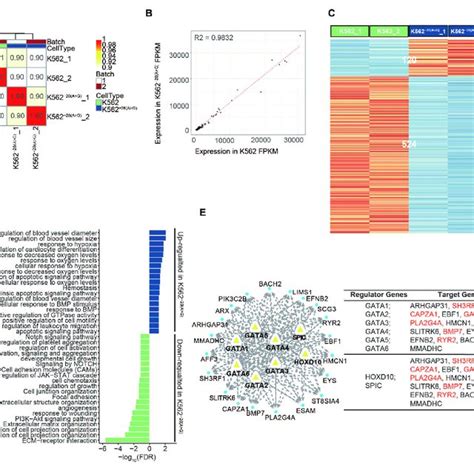 Genes And Key Pathways Are Reversed In Mutation Corrected K562 −28a Download Scientific