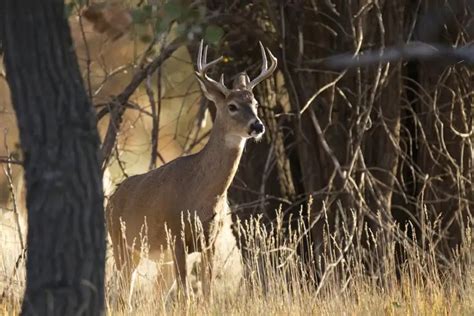 Hunting Deer With Buckshot, is it a good idea? – Gun Tradition