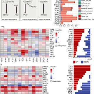 Dysregulated Expression Of Genes In Nucleic Acid Na Sensing Pathways