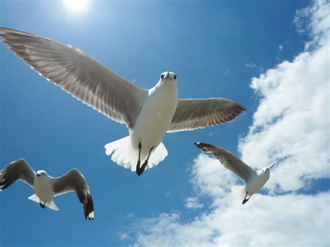 Free Images Nature Ocean Bird Wing Cloud Sky Sun Air Seabird