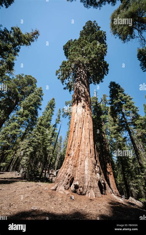 tall Sequoia tree Stock Photo - Alamy