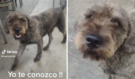 Tiktok Viral Joven Capta A Perrito De El Narrador De Cuentos Y