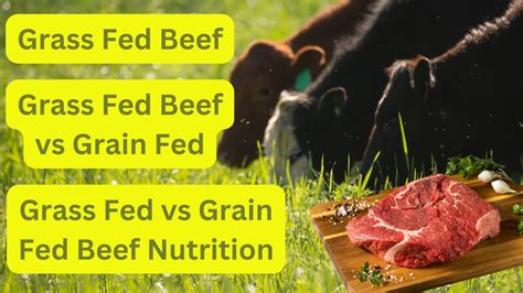 Why Is Grass Fed Meat Better Grass Fed Beef Grass Fed Vs Grain Fed Beef Nutrition Youtube