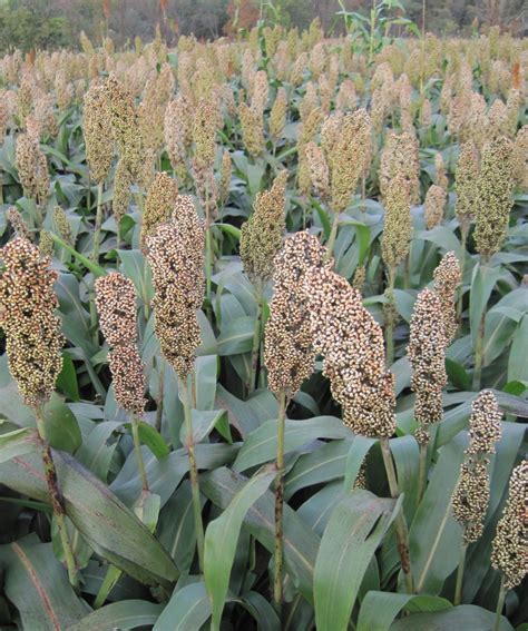 Harvesting BMR Forage Sorghum - King's AgriSeeds