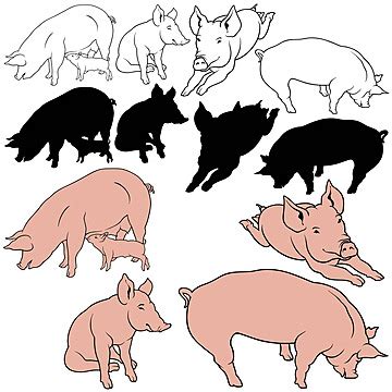 Pig Collection Porker Hand Drawn Pig Vector Porker Hand Drawn Pig