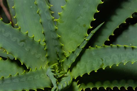 PLANT OF THE MONTH The Octopus Aloe Adam Robinson Design