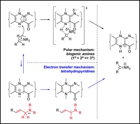 Why Does Monoamine Oxidase Mao Catalyze The Oxidation Of Some