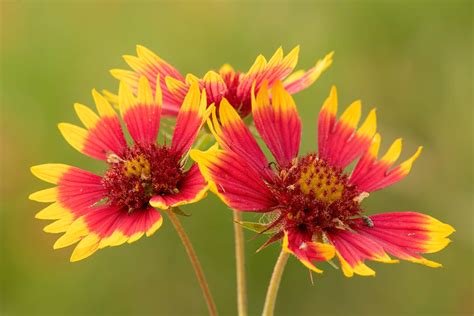 Red And Orange Texas Wildflowers | Best Flower Site