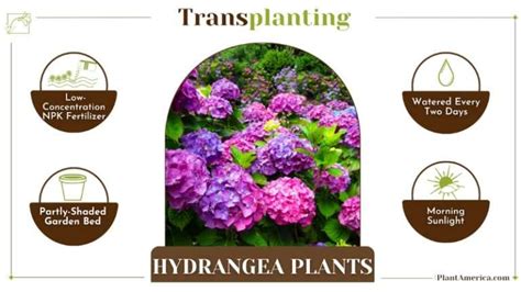 How To Transplant Hydrangea The Simple Stages Explained Plant America