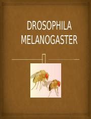 Share DROSOPHILA MELANOGASTER 1.pptx - DROSOPHILA MELANOGASTER TABLE OF ...