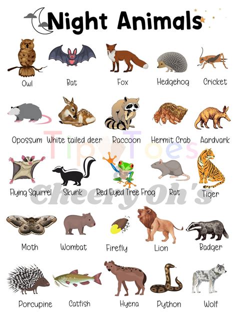 Nocturnal Animal Poster Night Animals Science Homeschool - Etsy