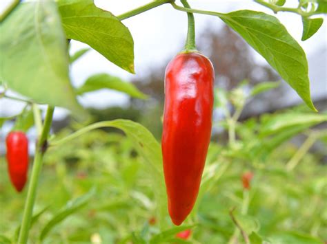 Thai Chili Pepper | Hot Sex Picture