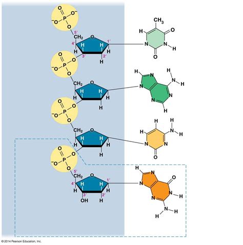 DNA Strand Diagram | Quizlet