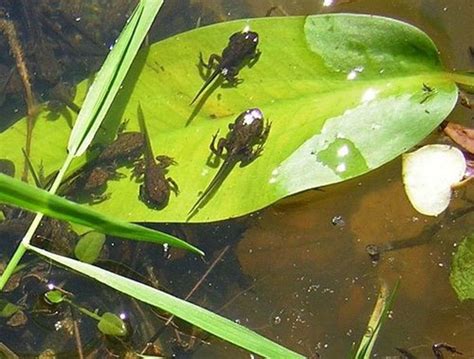 Build a Classroom Frog Pond | hubpages