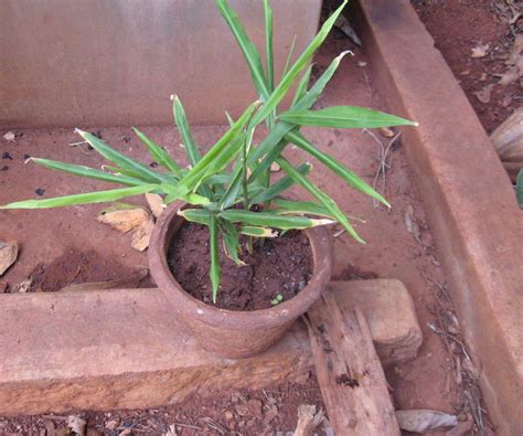 Growing Ginger in Pots at Home : 4 Steps (with Pictures) - Instructables