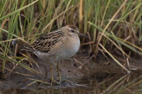 Adak Island: Fall Migration – Wilderness Birding Adventures