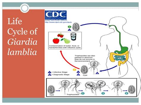 Ppt Giardia Lamblia Powerpoint Presentation Id5537227