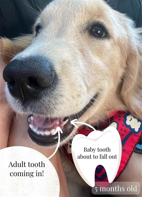 Understanding Your Puppys Teeth A Guide To Teething Chewing And