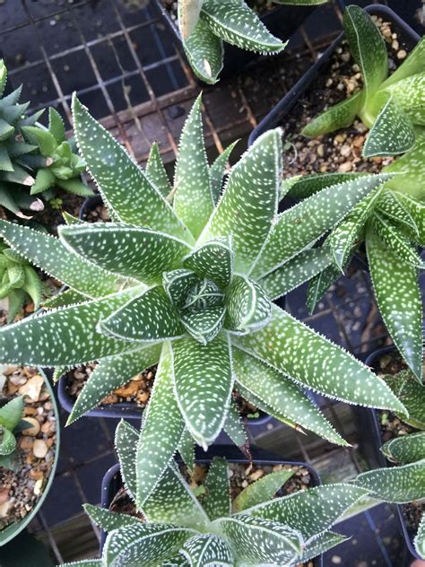 Haworthia Margaritifera Pearl Plant Plants Planting Succulents