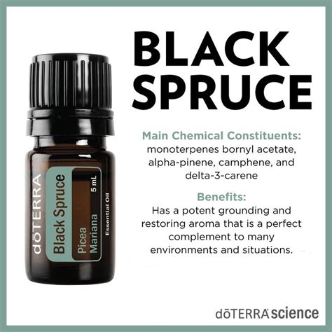 Essential Oils Essential Oil Uses Spruce Essential Oil Essential Oil