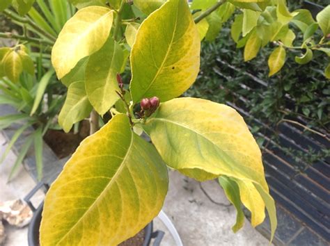 Hojas Amarillas De Limonero En Maceta