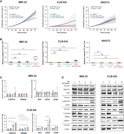 Phenotypic Effects Of Combined Rrm2 Atr Pharmacological Inhibition Are