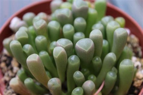 Baby Toe S Succulent Fenestraria Aurantiaca Pot Baby Toes