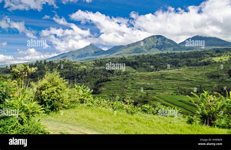 Rice terraces in Bali Stock Photo - Alamy