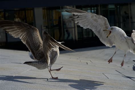 Psbattle These Birds Fighting R Photoshopbattles