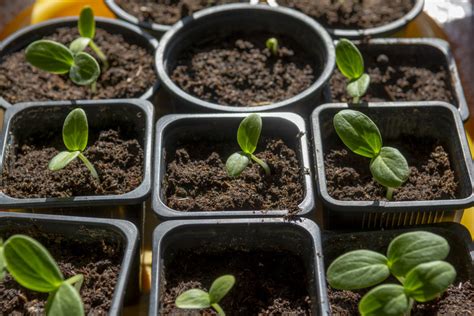 How Far Apart Should I Plant Cucumbers Hunker