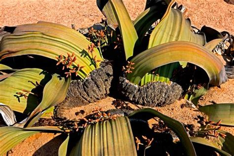 370 Welwitschia Foto Foto Foto Stok Potret And Gambar Bebas Royalti