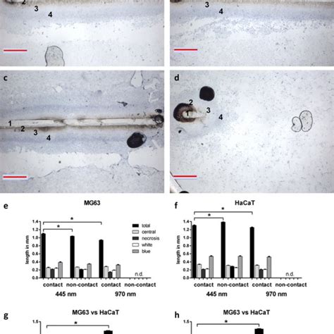 Morphology Evaluation After Mayers Haematoxylin Staining A Mg63 Cells