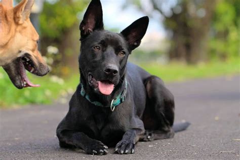 Chinese Dog Breeds 18 Breeds Originated In China