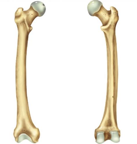 Anatomy- Femur Bone Diagram | Quizlet