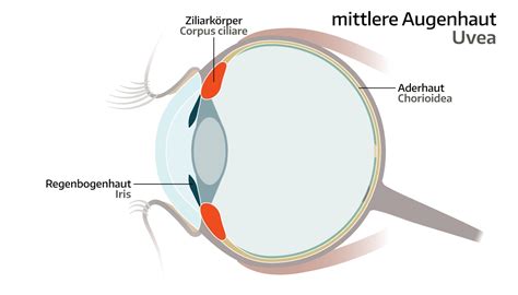 Die Uvea Erfahren Sie Wie Die Mittlere Augenhaut Funktioniert