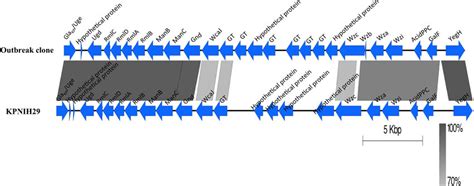 Comparison Of The Capsular Polysaccharide Synthesis Cps Region The