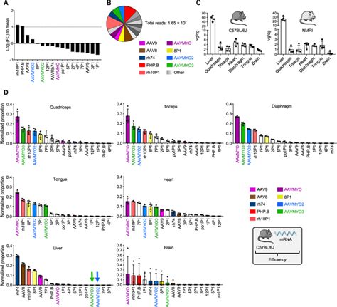 Biodistribution Of P Displaying Aav Variants A Composition Of The